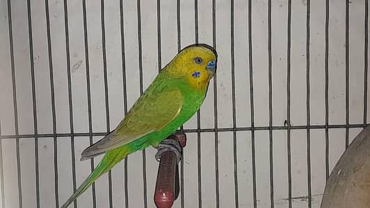 Rainbow Male with 03 chicks