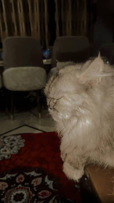Healthy Female Punch Face Persian Cat, 8 Months, Vaccinated