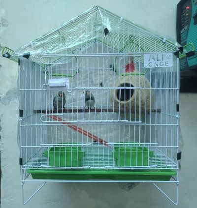 one couple zebra finches