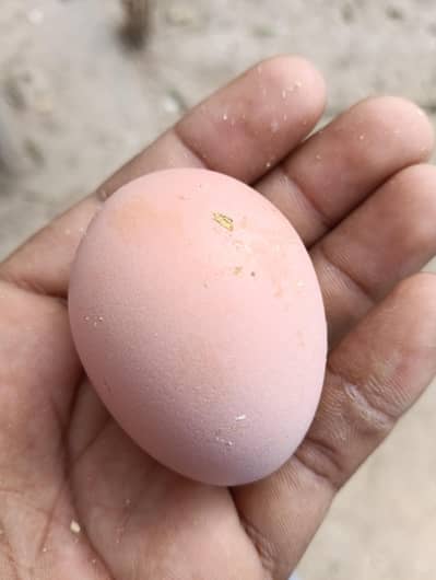 Brahma Breader Pair for sale