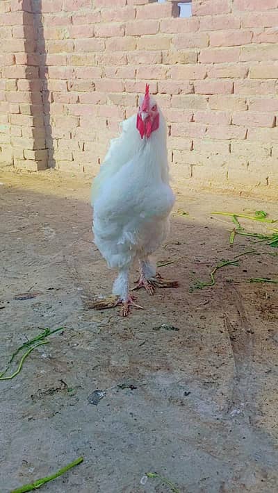 white heavy buff male