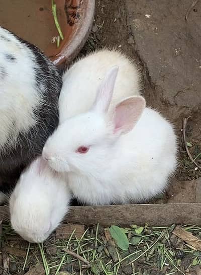Rabbits Baby age 3 months