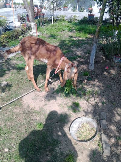 Makhi chine bakri puth