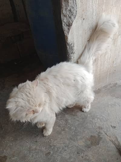 pure pershen cat male heldi hy