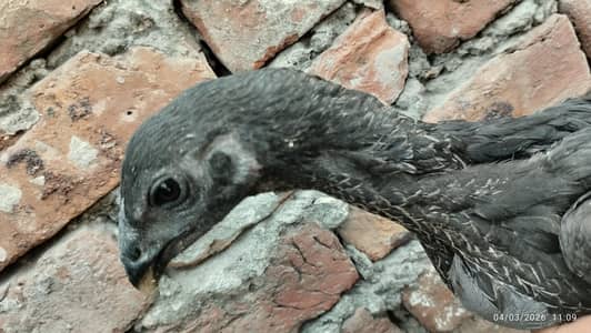 dragon chicks for sale high quality aseel dragon