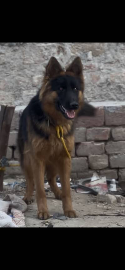 German shepherd female for sale