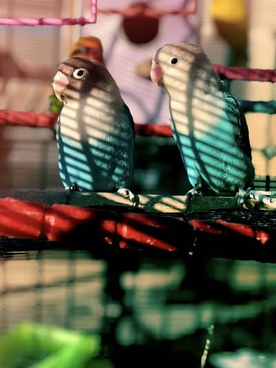 Full active love birds for sale
