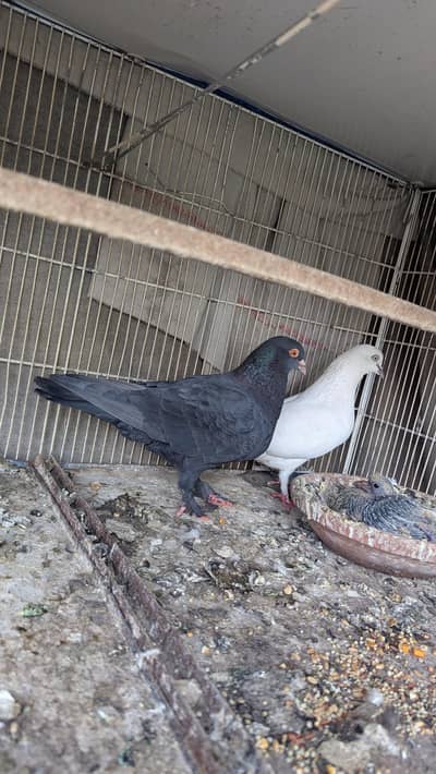 Pigeons / Kabotar / Breeding Pairs / Kabootar