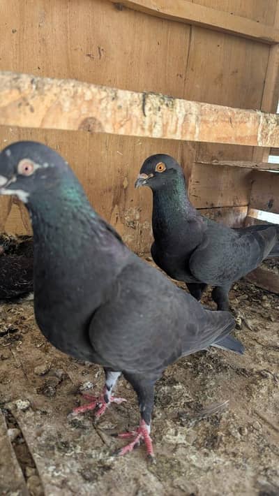 Pigeons / Kabotar / Breeding Pairs / Kabootar