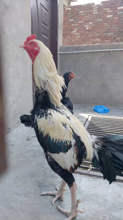 Pure Sindhi Jawa Murga