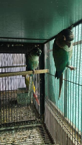 Blue Turquoise black chest black foot Adult pair for sale