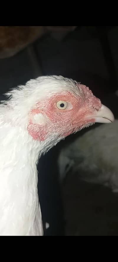 Heera females/Heera breeder/white Aseel/Heera Aseel/Aseel dragon heera