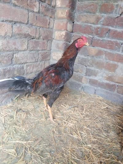 1 piece of Desi male chicken