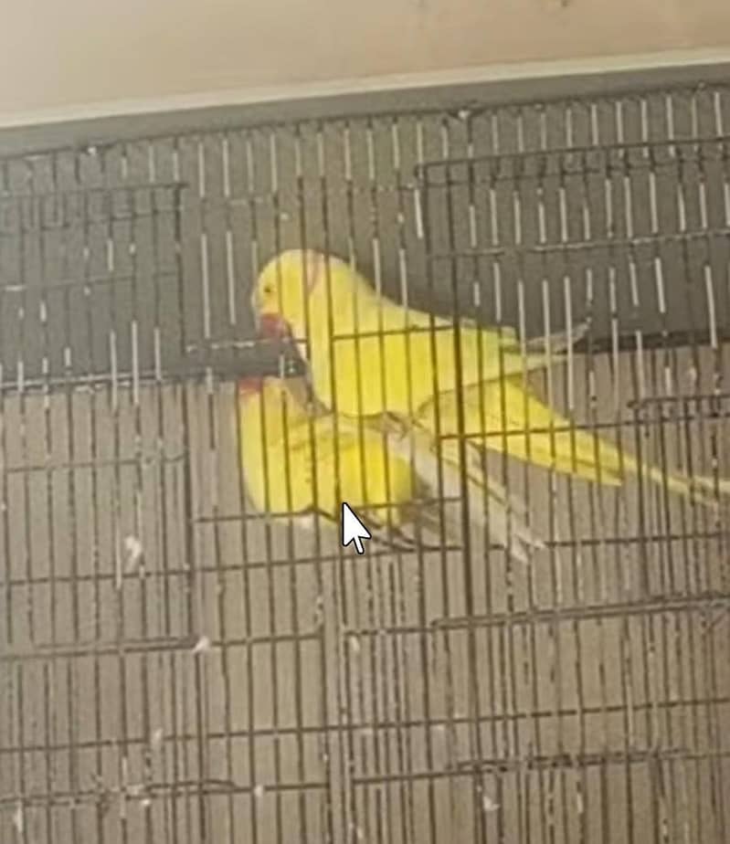 Yellow Ringneck 2