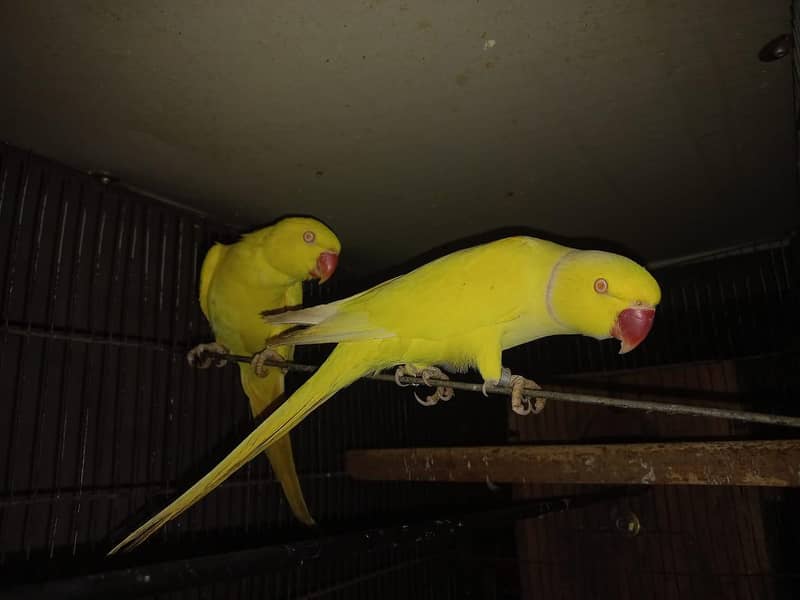 Yellow Ringneck 3