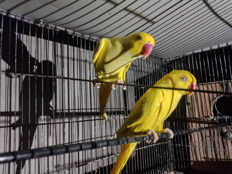 Yellow Ringneck 4