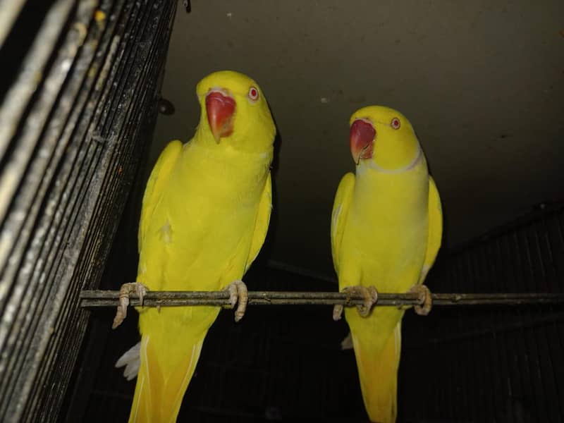 Yellow Ringneck 5