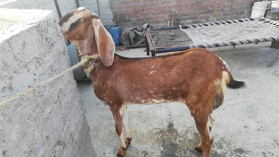 ناگرہ نسل بکری برائے فروخت 0