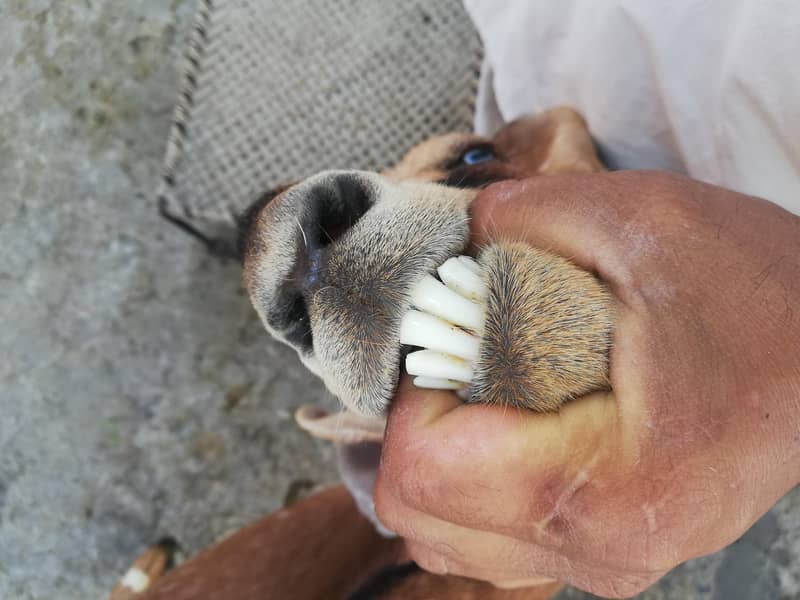 ناگرہ نسل بکری برائے فروخت 3