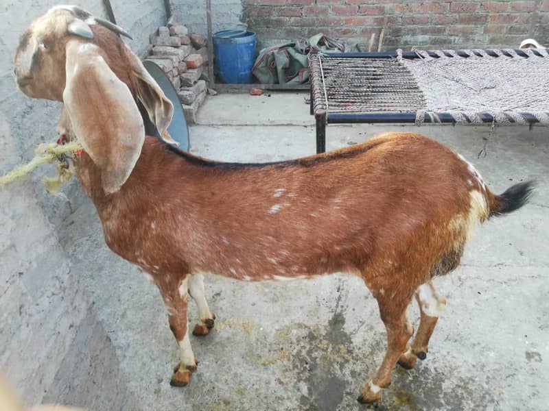 ناگرہ نسل بکری برائے فروخت 4