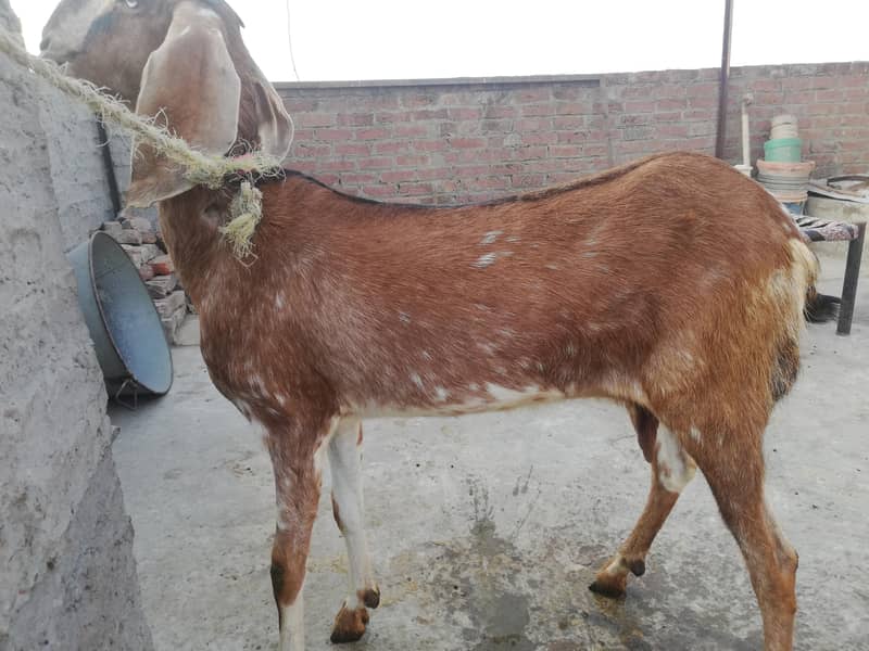 ناگرہ نسل بکری برائے فروخت 5