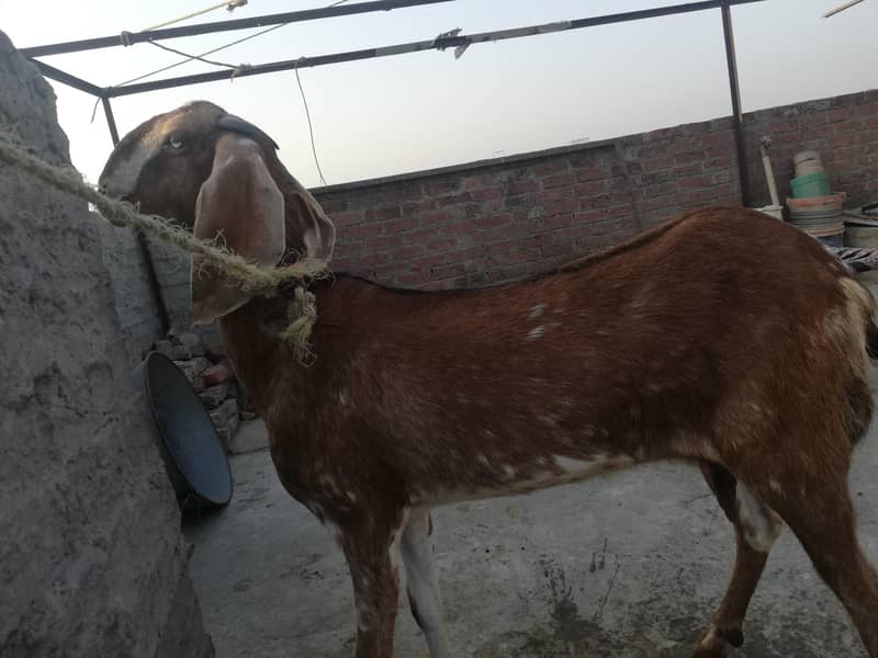 ناگرہ نسل بکری برائے فروخت 6