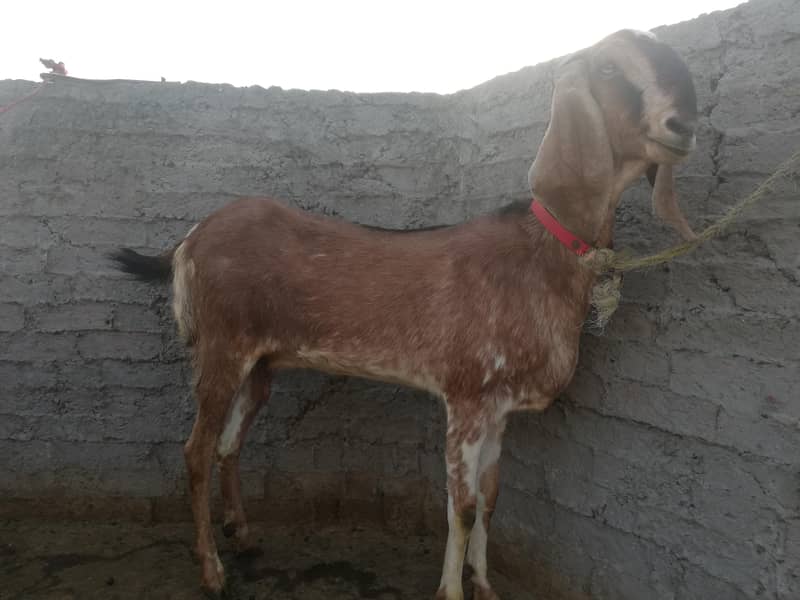 ناگرہ نسل بکری برائے فروخت 7