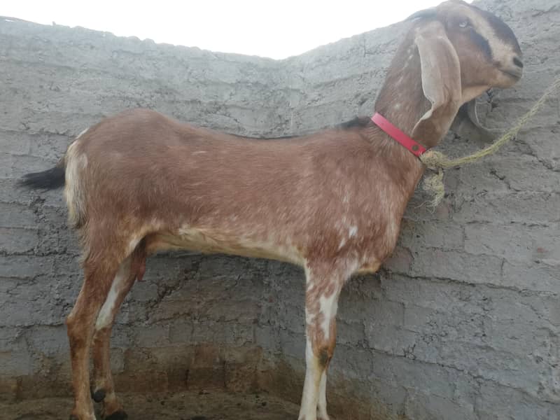 ناگرہ نسل بکری برائے فروخت 9