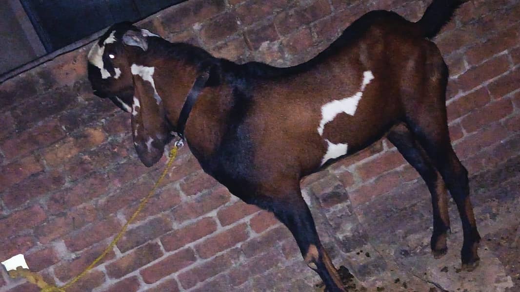 ناگرہ نسل بکری برائے فروخت 11