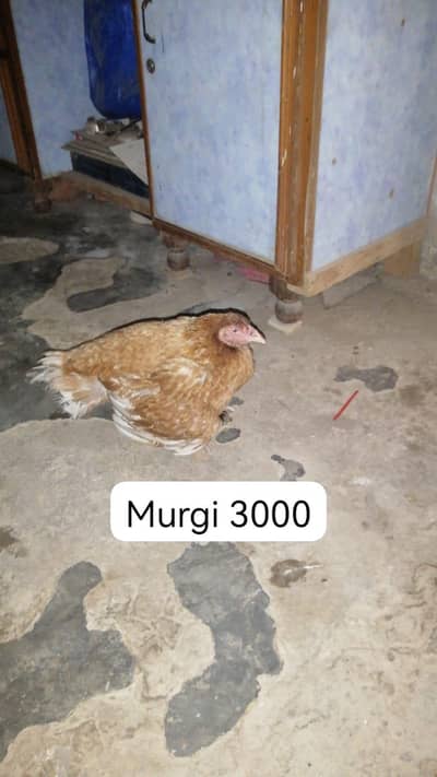 murgi and murga available ha