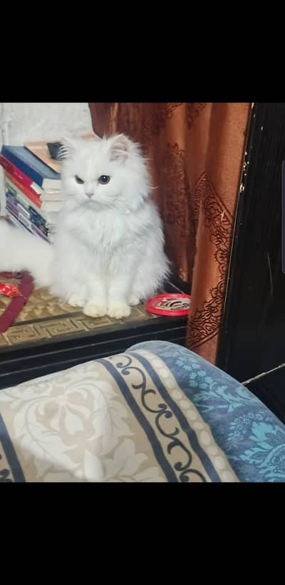 Persian kittens  for sale difrent ages difrent prices 03009837719