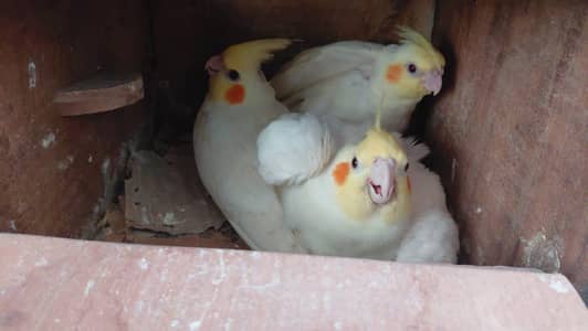 cocatails chicks for hand tame and pairsdiffrent prices diffrent cocat
