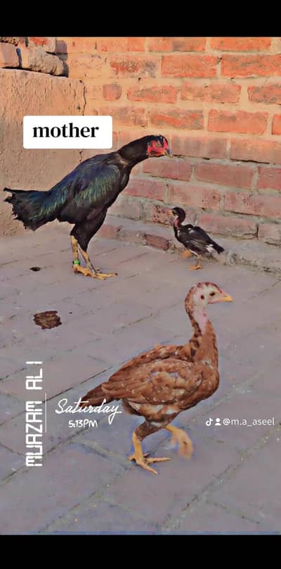 Aseel chicks pair for sale