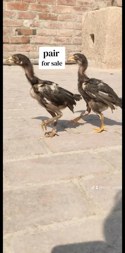 Aseel chicks pair for sale