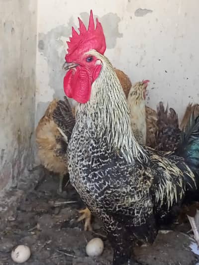 young healthy murgha rooster