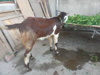 Bakra / 2 Danth Sale.