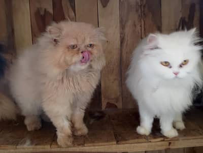 extreme punch face breeder pair