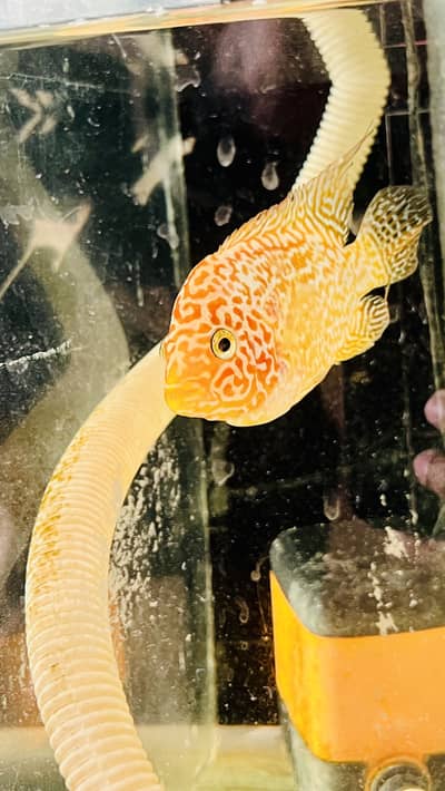 Flowerhorns supreme quality