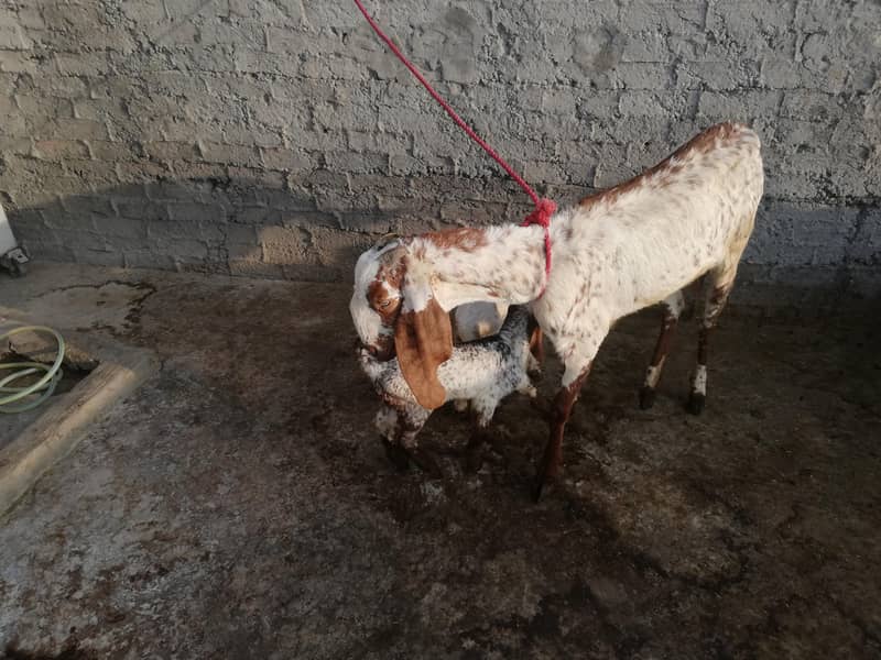 مکھی چینی 2 بچوں والی بکری برائے فروخت 0