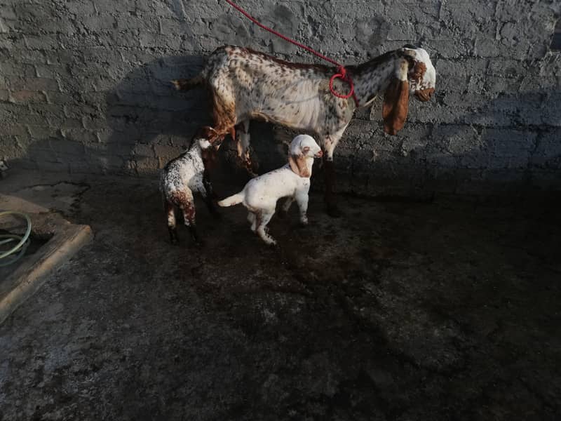 مکھی چینی 2 بچوں والی بکری برائے فروخت 1