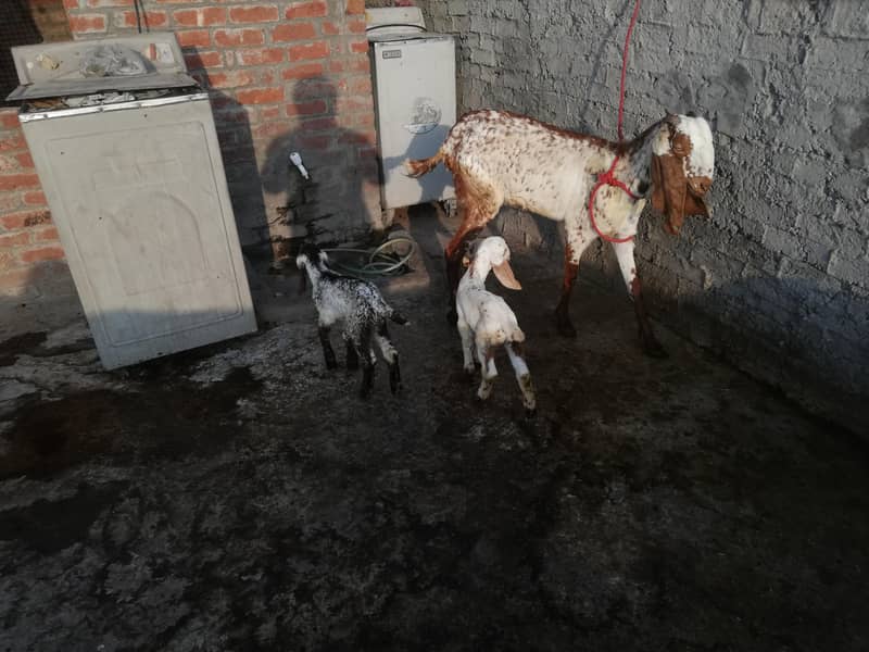 مکھی چینی 2 بچوں والی بکری برائے فروخت 2