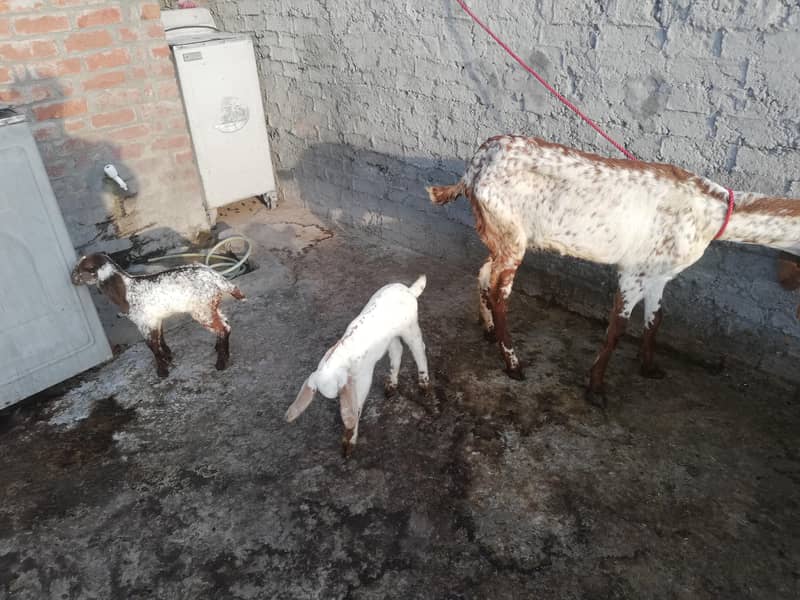 مکھی چینی 2 بچوں والی بکری برائے فروخت 3