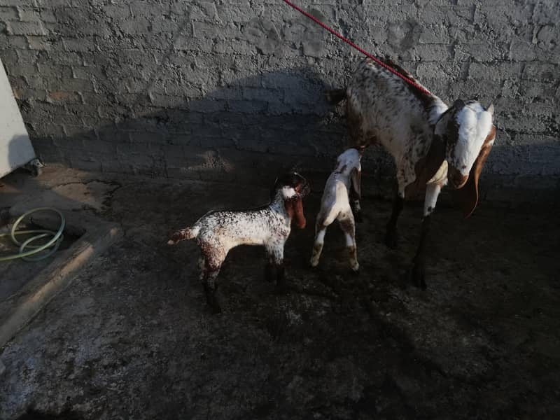 مکھی چینی 2 بچوں والی بکری برائے فروخت 4