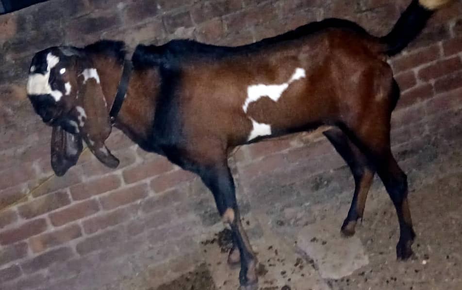 مکھی چینی 2 بچوں والی بکری برائے فروخت 5