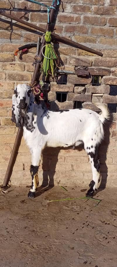 Bakra