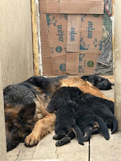 Pink pedigree long coat parents puppies are Available