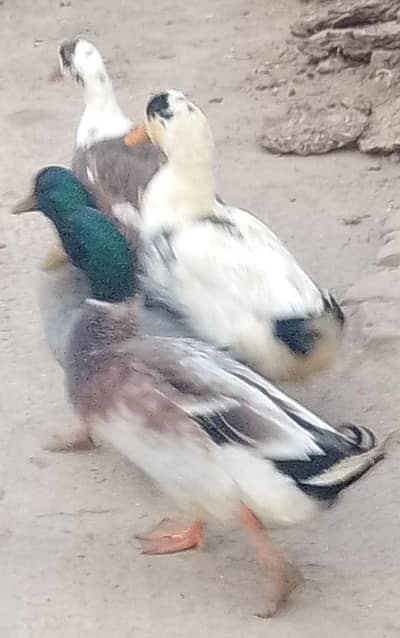 2 Male duck for sale