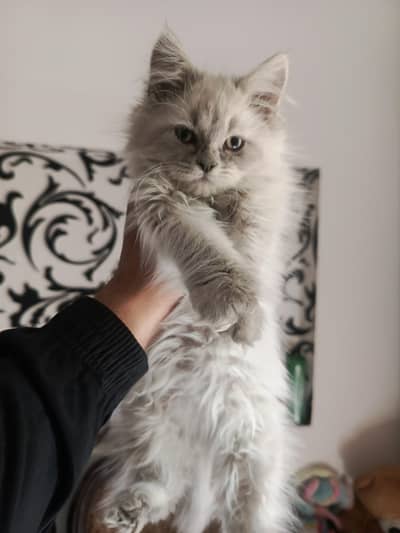 Siamese double coat long hair male kitten