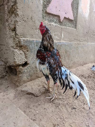 aseel murga quality wala