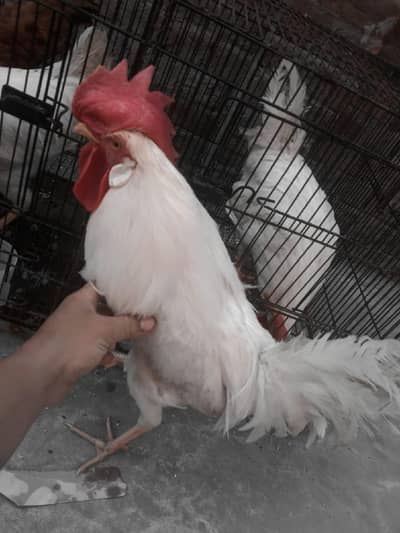 Desi hens  Three white male  and 1 golden hen  one cage i